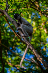 Fototapeta premium Verreaux's sifaka lemur climbing a tree branch in Kirindy Forest near Morondava