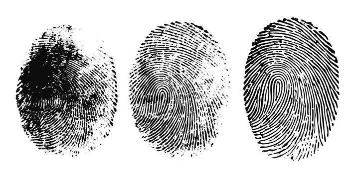 fingerprint trio detailed biometric impressions on white background