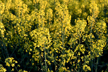 Obraz premium Close-up of a rapeseed field. Rapeseed oil advertisement