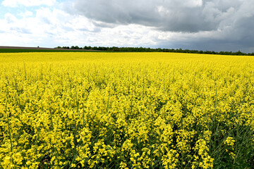 Obraz premium Close-up of a rapeseed field. Rapeseed oil advertisement