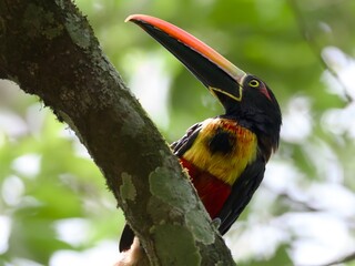 Fototapeta premium Fiery-billed Aracari 