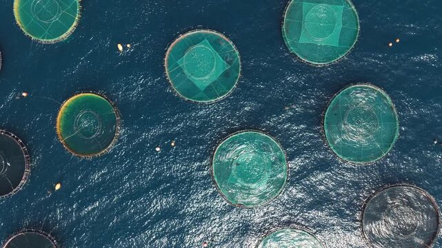Aerial drone view flying over large circular cages of a fish farm in the deep blue sea, an industrial aquaculture concept for breeding and harvesting seafood in a controlled marine environment