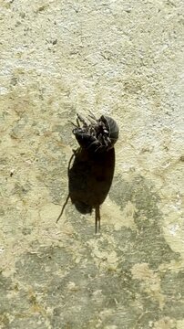 Vertical video. A woodlouse tries to roll over to crawl into the shade. Speed ​​0.8x. Mallorca, Spain.