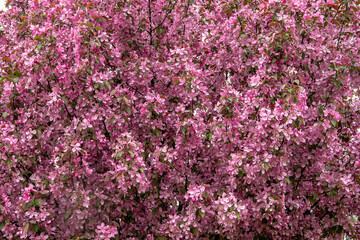Blossoming crabapple tree in a Wisconsin spring © mtatman