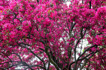 Blossoming crabapple tree in a Wisconsin spring © mtatman