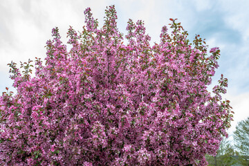 Blossoming crabapple tree in a Wisconsin spring © mtatman