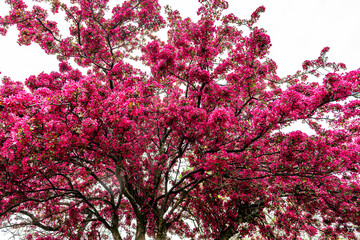 Blossoming crabapple tree in a Wisconsin spring © mtatman