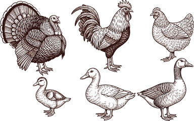 Vintage Farm Animal Vector Set. Hand-drawn illustrations of turkeys, roosters, chickens, ducks, and geese in rustic, detailed line art. © IVY QUEEN