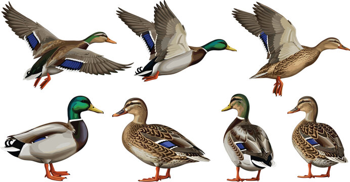 Mallard Duck Vector Set. Flying, standing, and sitting ducks with detailed plumage. Colorful and realistic duck illustrations for wildlife, nature, and bird-themed projects.