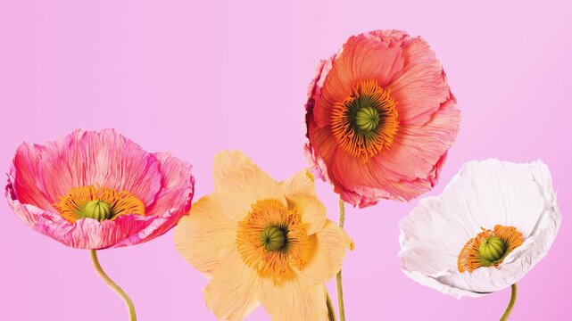 Four Iceland poppy flowers pink yellow orange white rising and blooming on pink background, colorful quartet of poppies opening with yellow stamens, vibrant minimalist floral motion footage for design