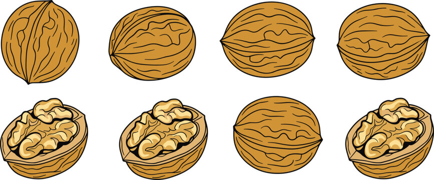 Walnut vector illustration set. Hand drawn style whole walnuts in textured brown shells and cracked open halves showing raw nutritious kernels. Organic snack food collection.