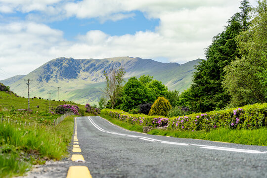 A country road winds through lush scenery between Clew Bay and Killary Fjord in western Ireland. A quiet roadside landscape framed by mountains and flowering hedges.