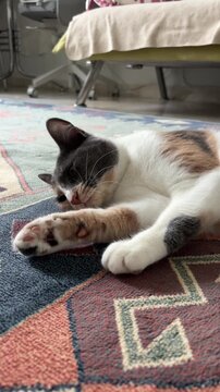 Real-time footage of a relaxed calico cat lying on a colorful rug indoors