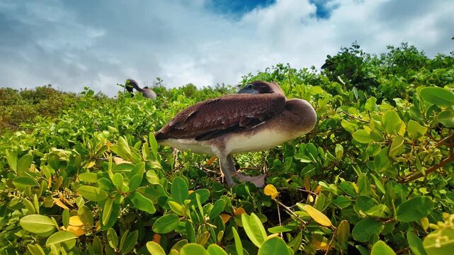 Approaching the lush greenery where the large bird sits. Brown pelican hid his bill under the wing.