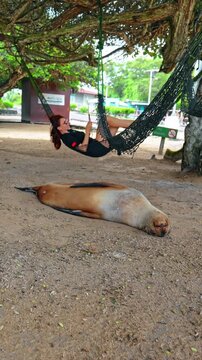 Large fat Galapagos sealion lies relaxed on the sand. Woman lies in the hammock nearby. Isabel Island, Galapagos. Vertical video.