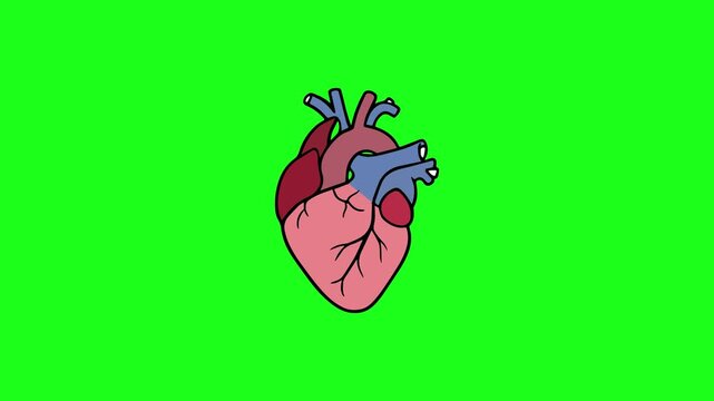 Realistic hand drawn human organ heart beating animation isolated on green screen. Medical anatomy science concept