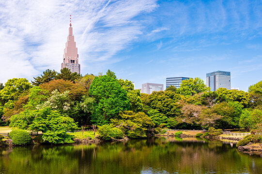 Scenery of Shinjuku Gyoen with cherry blossom in Tokyo city, Japan