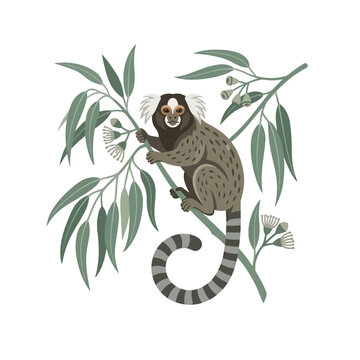 Marmoset monkey sitting on eucalyptus branch with leaves and buds, illustration