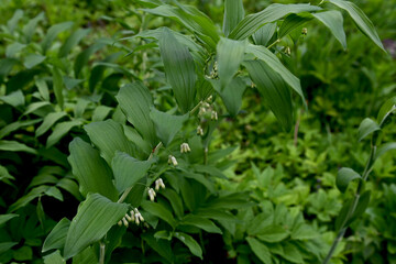Obraz premium In the spring forest grows multifloral plant Polygonatum multiflorum