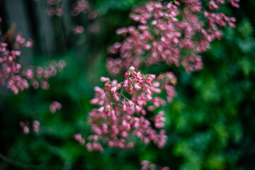 Różowe kwiaty Pink Flowers © FotoJoker