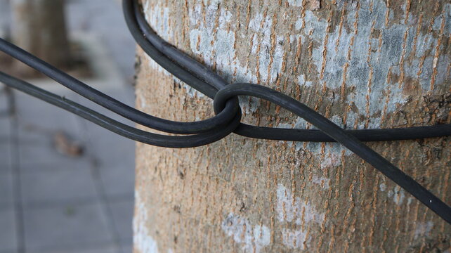 Black cable tied around a tree trunk