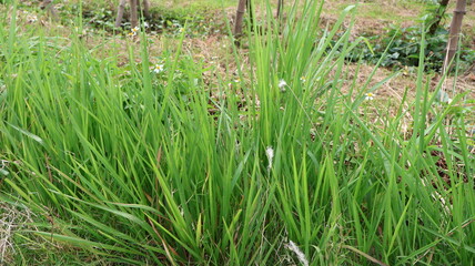 Fototapeta premium Lush green grass with small white flowers