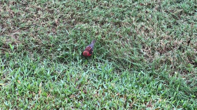 A Madagascar fodia (Foudia madagascariensis) on sand and green grass in the Seychelles. The red plumage of a male Madagascar fodia (Foudia madagascariensis) is found on Praslin Island, Seychelles