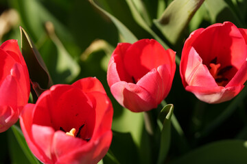 Naklejka premium A red tulip flower growing on a clear sunny day. A beautiful spring flower that brings a joyful mood.