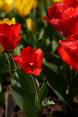 Obraz premium Many different red tulips growing in a flowerbed on a sunny April day.