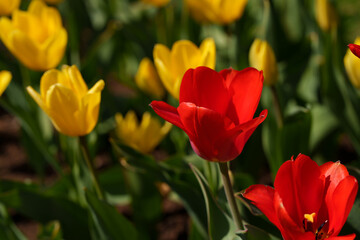 Fototapeta premium A red tulip flower growing on a clear sunny day. A beautiful spring flower that brings a joyful mood.