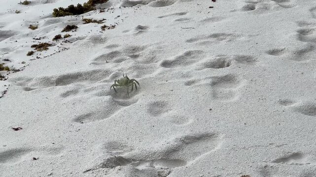 A large green crab on the white sand at Anse Georgette Beach, Seychelles