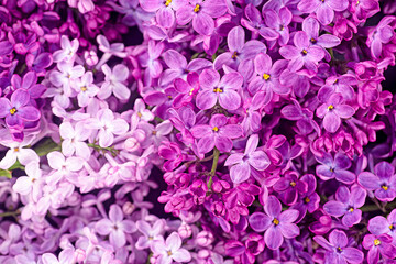 Fototapeta premium Beautiful lilac flowers, purple lilac flowers on the bush, summer time background. Happy Mother's Day greetings card.