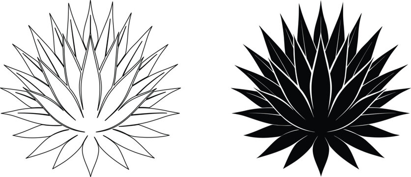 Sharp spiky agave plant leaves arranged in circular pattern outline and black silhouette.