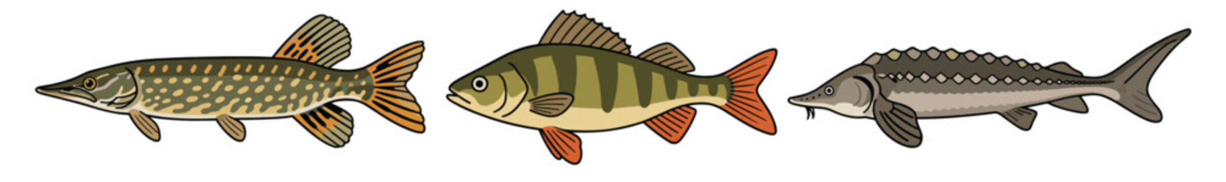 A set of three river fish illustrations including pike, perch, and roach species in side view, depicted on a transparent background with realistic coloring and detail.