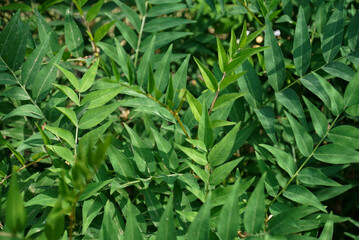 Vicia hirticalycina is a perennial herb endemic to Korea featuring dense foliage and upright stems. This botanical specimen grows in southern forest environments during the spring season. © HYOJIN