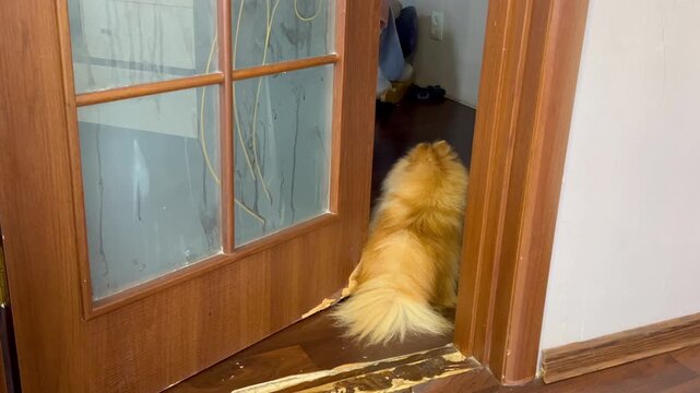 Guilty pomeranian dog sitting by damaged door