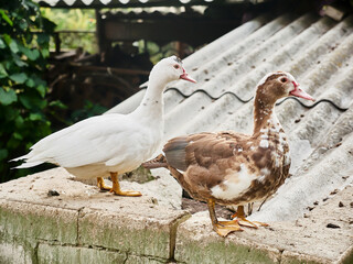 Two geese are walking in the yard © Polivan