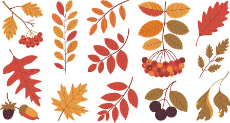 Autumn Leaves and Forest Berries Vector Illustration Set with Maple Oak Rowan Foliage and Acorns for Seasonal Fall Holiday and Thanksgiving Designs © Rimu