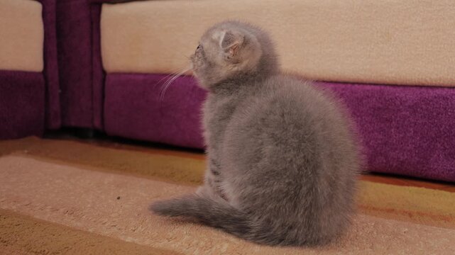 A sick Scottish Fold kitten sits indoors on a carpet.The small fluffy kitten has severely infected and watery eyes.A grey tabby cat looks sad due to eye illness.