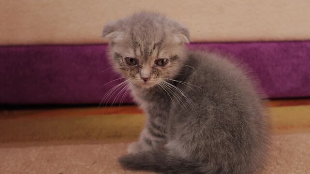 The domestic pet suffers from feline conjunctivitis symptoms.Close-up portrait of a diseased kitten with squinted eyelids.The kitten has swollen eyes with watery discharge.