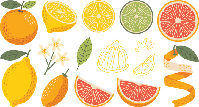 Citrus Fruit Vector Illustration Set with Lemon Orange Lime Grapefruit Slices Blossoms and Twisted Peel Elements for Fresh Juice Drink Packaging Design
