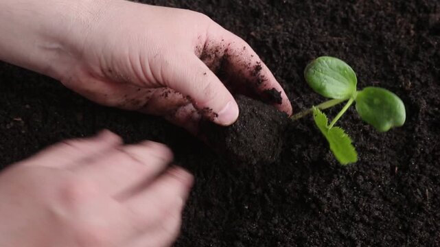 Adult hand places a small green seedling into dark soil, presses it firmly into the ground, then waters it using a green watering can, completing a full outdoor planting sequence.