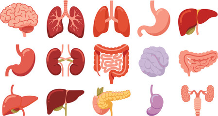 Obraz premium Human Internal Organs Vector Icon Set with Brain Lungs Stomach Liver Kidneys Intestines and Pancreas for Medical Education and Healthcare Graphic Designs