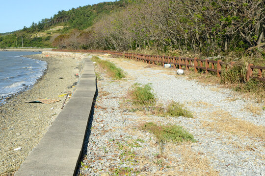 Suaeda glauca is a perennial halophyte in Korea found in mudflats and salt ponds. This botanical specimen features succulent linear leaves and dense branches for scientific study in nature.