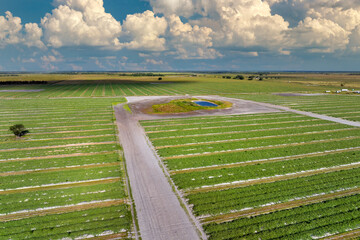 Fototapeta premium Green farmland landscape in summer season with growing crops. Agricultural cultivated field. Farming and agriculture industry