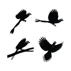 Obraz premium Flying pheasant bird vector illustration set featuring wild cuckoo and gamebird elements with long tail feathers, isolated on white background for commercial nature and hunting design