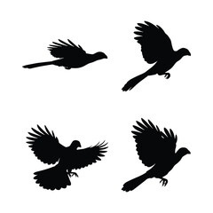 Obraz premium Black cuckoo flying silhouette collection, isolated sleek bird flight posture shapes, vector graphic asset