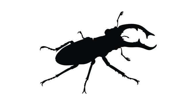 stag beetle silhouette against a white background insect illustration