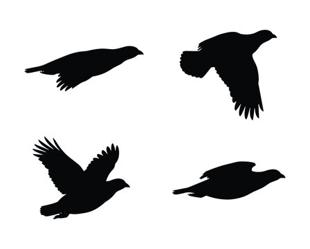 Flying partridge silhouette set, isolated quail or grouse flight poses, black gamebird vector graphics