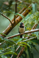 Javan Munia on a branch © Dumindu